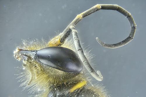 Sceliphron curvatum